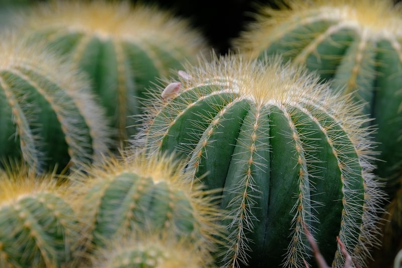 Create a succulent wall garden